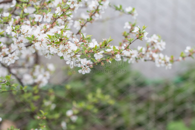 樱花,吉野樱花,留白,新的,面无表情,水平画幅,樱桃,非凡的,花蕾,青年人