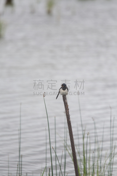 谷仓,湖,地形,燕子,自然美,海滩,家燕,湖岸,沼泽,杆