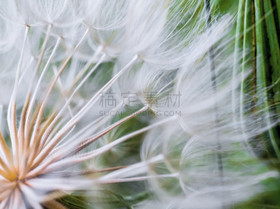 蒲公英,欧洲赤松,水,美,水平画幅,蒲公英种子,工厂,夏天,特写,俄罗斯