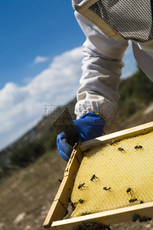 蜂箱,蜂王浆,beekeeper,蜂蜡,自然,垂直画幅,绿色,蜜蜂,蓝色,仅一朵花