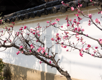 墙,白色,枝,花朵,李子,东方人,梅子,李树,庭院,星和园