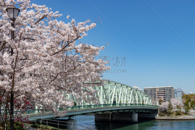 城市,日本,樱花,中央区,东京,桥,风景,交通,霜,river sumida