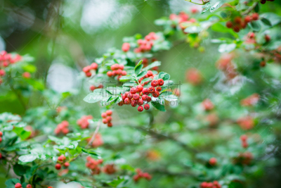 熟的,花楸浆果,红色,动物手,选择对焦,水平画幅,无人,夏天,特写,俄罗斯