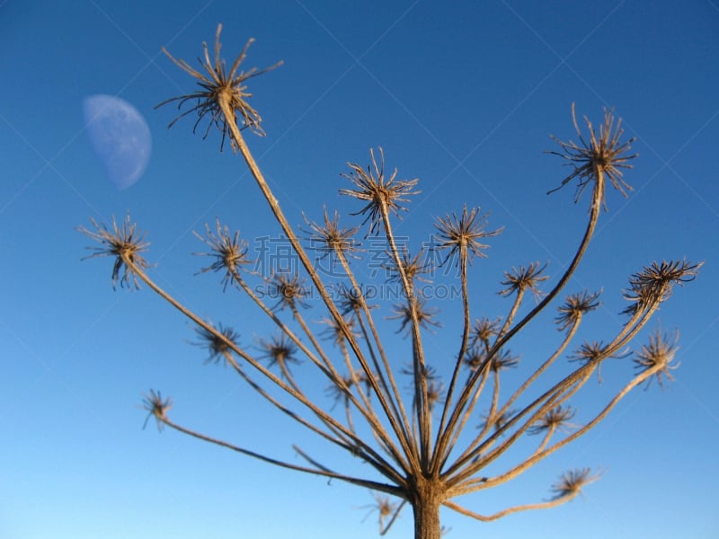 极端地形,自然美,峨参,天空,褐色,水平画幅,无人,月亮,户外,干的