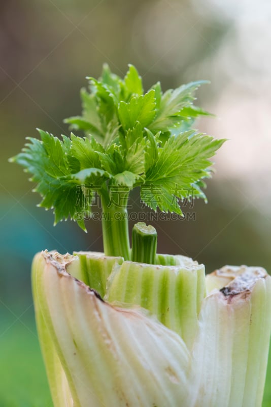 聚合时期,芹菜,垂直画幅,素食,果汁,特写,清新,叶子,精神振作,蔬菜