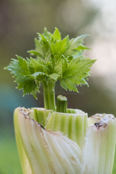 聚合时期,芹菜,垂直画幅,素食,果汁,特写,清新,叶子,精神振作,蔬菜