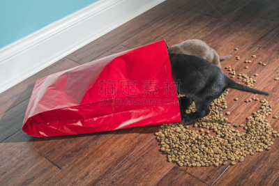 狗食,撒出,小狗,黑色,星期,五只动物,古典式,赭色拉布拉多猎犬,壁脚板,留白