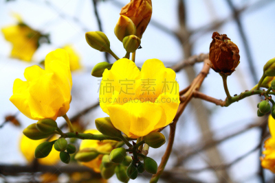 Tree of Gold