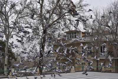 鸽子,一群鸟,天空,美,水平画幅,雪,无人,鸟类,自由,面包