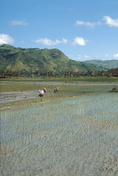 米,田地,全球粮食危机,印度尼西亚,垂直画幅,水,天空,档案,家庭生活,乡村风格