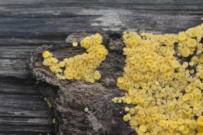 黏菌,子囊菌,褐色,水平画幅,绿色,小的,木制,无人,苔藓,蘑菇