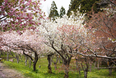 园林,泉,樱之花,樱桃树,水平画幅,建筑,日本,江户时代,户外,北海道