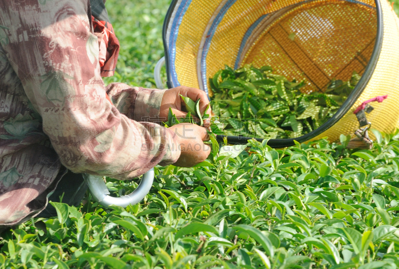 茶树,叶子,手,水平画幅,枝繁叶茂,山,户外,篮子,工业,田地