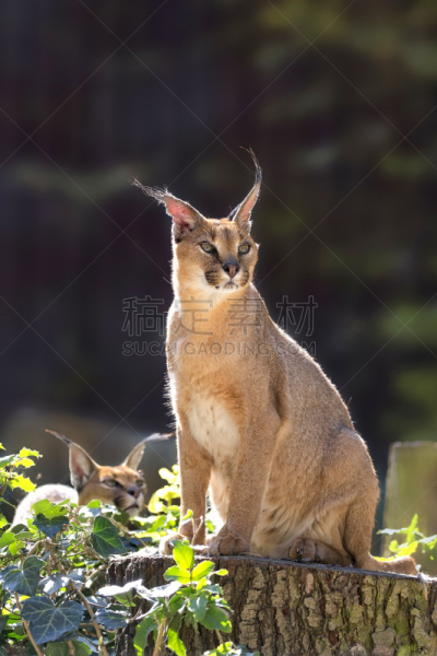 野外动物,狞獾,自然,垂直画幅,哺乳纲,野生动物,猫,动物,非洲,波兰