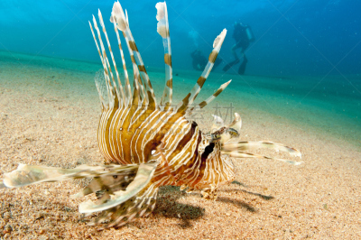 蓑鲉,indian lionfish,水平画幅,环境损害,水下,安达曼海,pectoral fin,野外动物,背鳍,动物鳍