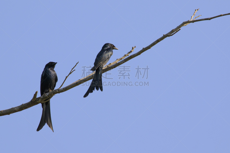 鸟类,卷尾,叉状卷尾鸟,嫩枝,蓝色背景,黑色,野外动物,图像,天空,美