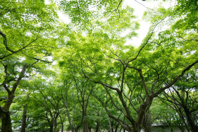 宇治河,日本,雕像,京都府,水平画幅,建筑,秋天,旅行者,户外,亚洲