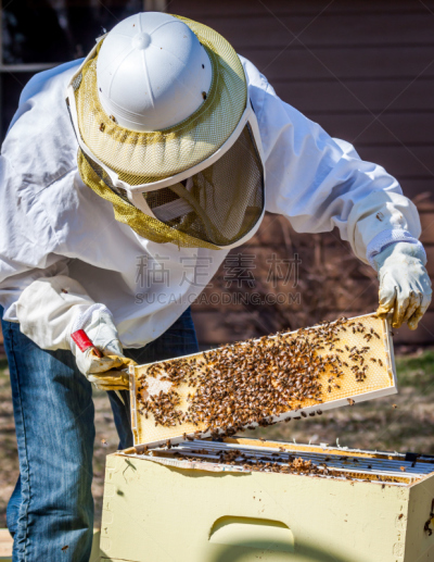 画框,迈迪逊,beekeeper,昆虫群,2014年,威斯康星,蜂蜡,垂直画幅,气候,夏天
