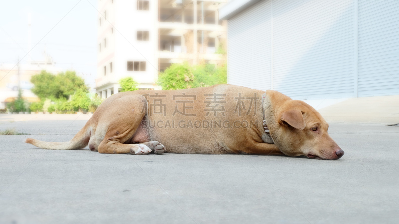 狗,流浪汉,流浪动物,褐色,水平画幅,爪子,早晨,动物身体部位,户外