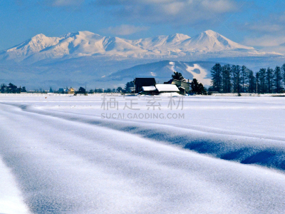冬天,稻,山脉,田地,大雪山,大雪山国家公园,北海道,稻田,水平画幅,雪