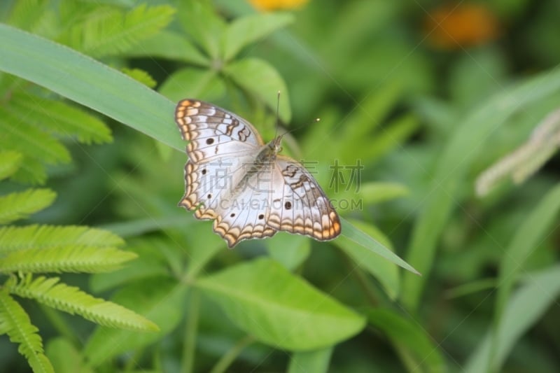 白孔雀铗蝶,Butterfly Garden,动物学,自然,菜园,野生动物,水平画幅,生物,蝴蝶,动物身体部位