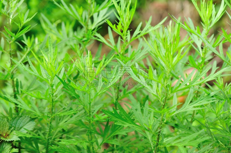 艾蒿,植物群,艾灸,哮喘,蒿属,水平画幅,枝繁叶茂,无人,东亚,户外