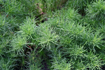 神圣亚麻,自然,植物,水平画幅,绿色,无人,植物学,乌克兰,夏天,白昼