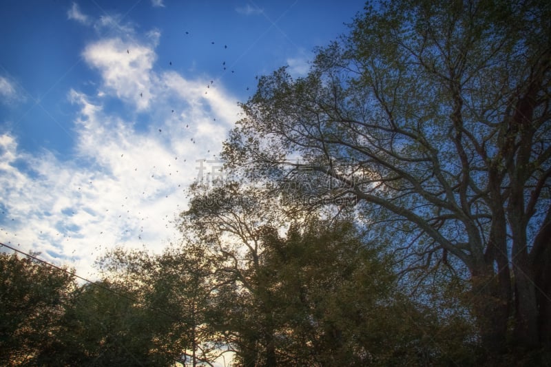 鸟类,天空,农业,空的,沥青,云景,野生动物,环境,云,天气