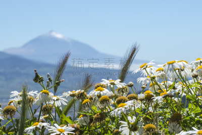 皮可德泰德山,特内里费岛,全景,甘菊花,天空,水平画幅,无人,火山地形,大西洋群岛,户外