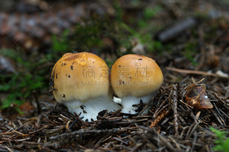 森林,反差,食用菌,幼小动物,丝膜菌,接力赛,云杉,饮料,湿,牛肝菌