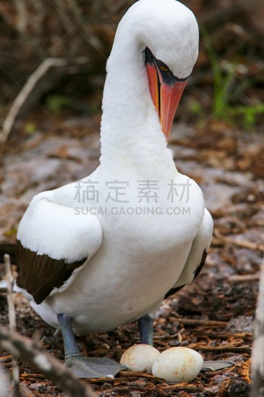 蒙面结巴鸟,捷诺维沙岛,卵,纳斯卡城,整羽,加拉帕戈斯群岛,群岛,结巴鸟,特有物种,自然