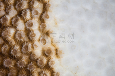 大群动物,珊瑚,开端,度假胜地,水平画幅,水肺潜水,无人,水下,科学