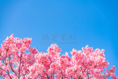 樱花,日本,东京,泉,表现积极,海洋,天空,在下面,派克大街,职业