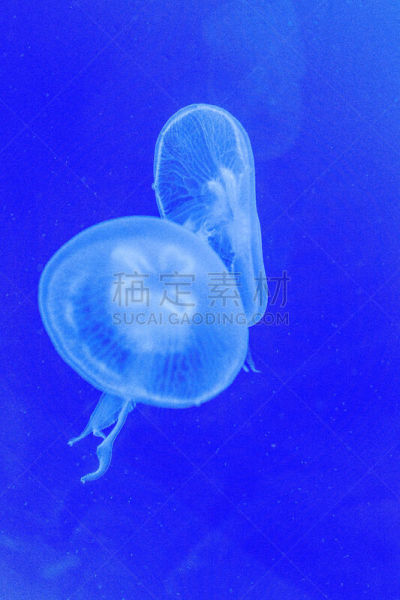 水族馆,蓝色,水母,白色,垂直画幅,水,美,水肺潜水,形状,水下