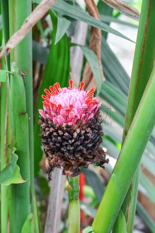 粉色,姜科,torch ginger,光,薄荷岛,菲律宾,家庭,当地著名景点,花,日落