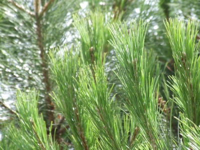 松树,针叶,努瓦尔穆捷,自然,水平画幅,绿色,无人,色彩鲜艳,特写,植物