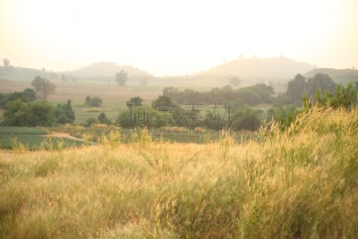Field of Melinis Repens in the morning