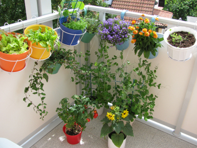 阳台,花盆,蔬菜,菜园,水平画幅,手提篮,窗台花箱,夏天,户外,西红柿