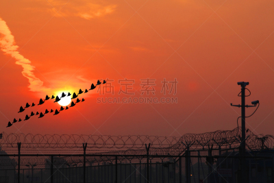 天空,鸟类,风,大乌鸦,水平画幅,高视角,云,无人,野外动物,户外