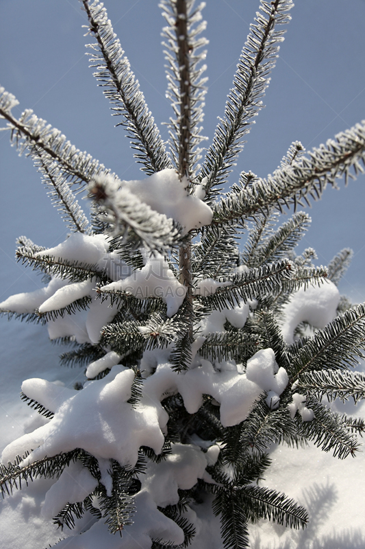 冬天,日光,香脂冷杉,白昼,垂直画幅,留白,雪,无人,新年,户外