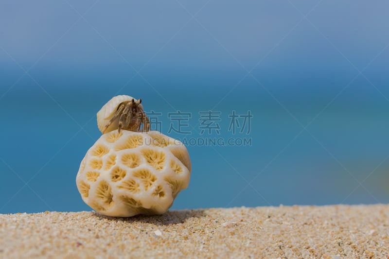 寄生蟹,海滩,鸡尾酒,度假胜地,水平画幅,沙子,可爱的,贝壳,生物,水平线