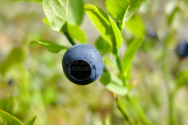 蓝莓,森林,即食食品,美国,水平画幅,无人,蜡猴树蛙,清新,特写,摄影