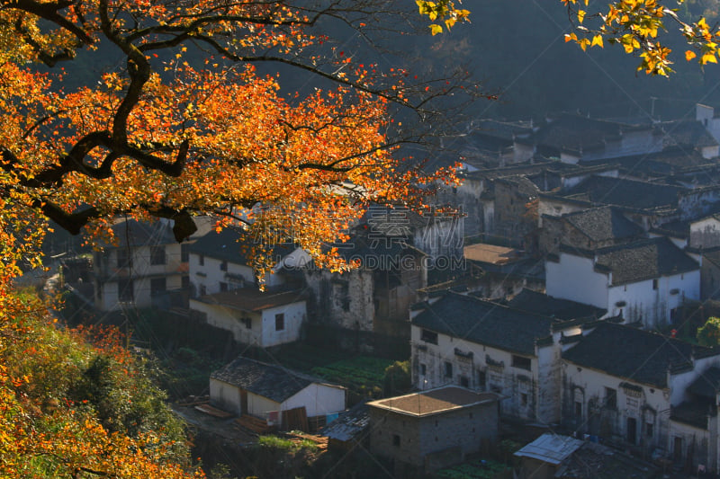 婺源,建筑,中国,乡村,回族,昌溪,江西省,枫树,古典风格,居住区