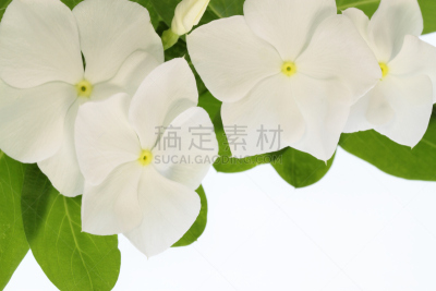 白色,长春花属,自然美,黄色,图像,仅一朵花,美,花蕾,马达加斯加,花瓣