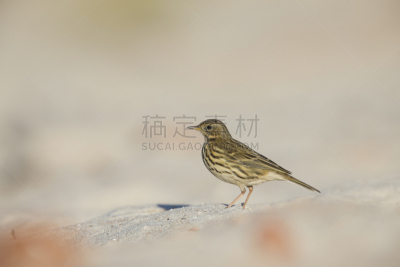 草地鹨,特写,海滩,可爱的,鹡鸰,野生动物,迅速,北美歌雀,色彩鲜艳,小的