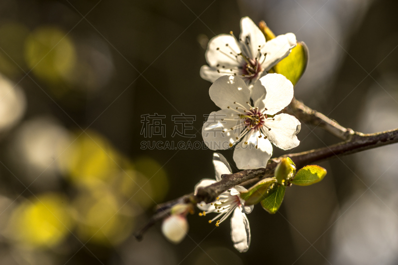 枝,春天,花朵,泉湖,樱花,美,水平画幅,樱桃,无人,夏天