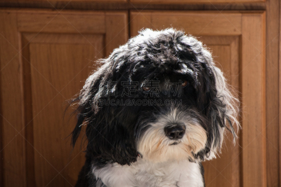 葡萄牙水犬,特写,动物头,黑白图片,六月,水平画幅,注视镜头,无人,动物身体部位,夏天