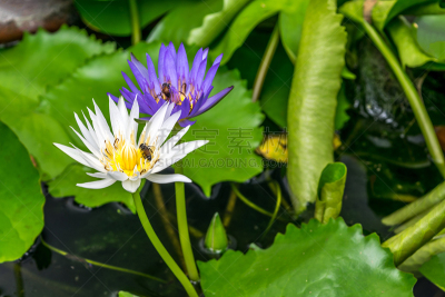 水,荷花,百合花,白色,彩色图片,园林,紫色,鸡尾酒,自然美,花