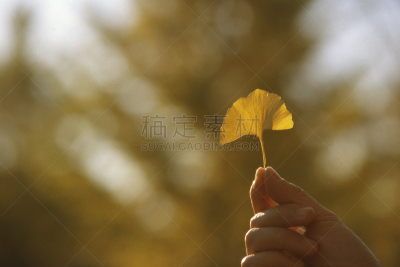 银杏,叶子,图像,银杏树,地球女神,自然,留白,水平画幅,地形,秋天