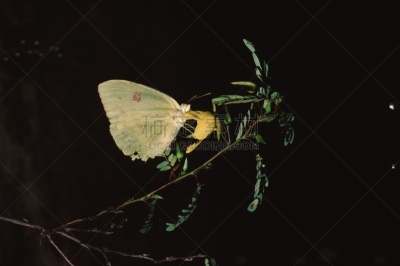 clouded yellow butterfly,鹭管鱼,自然,野生动物,美国,水平画幅,夜晚,无人,云硫蝴蝶,户外